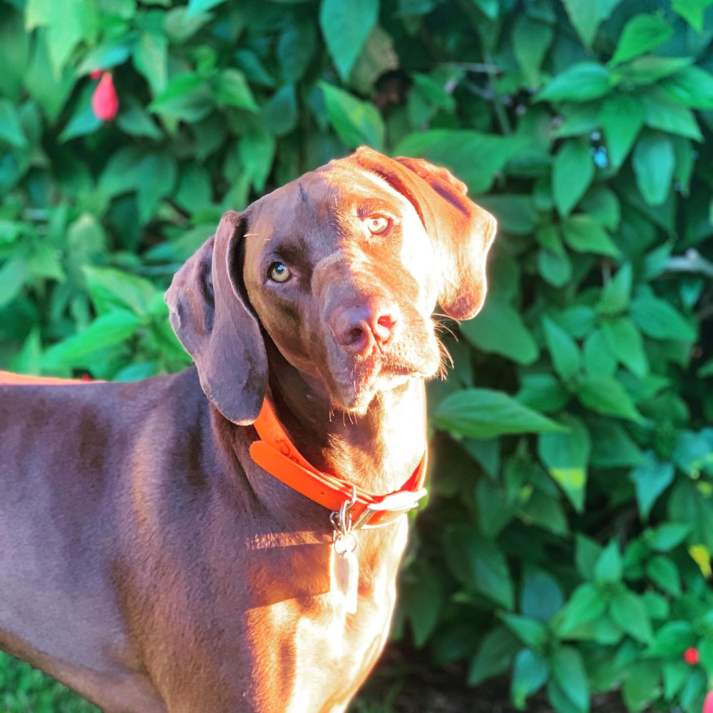 Meet your Posher, Sienna